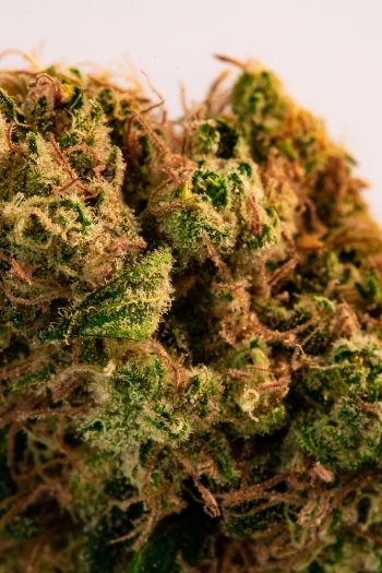 Fleurs CBD